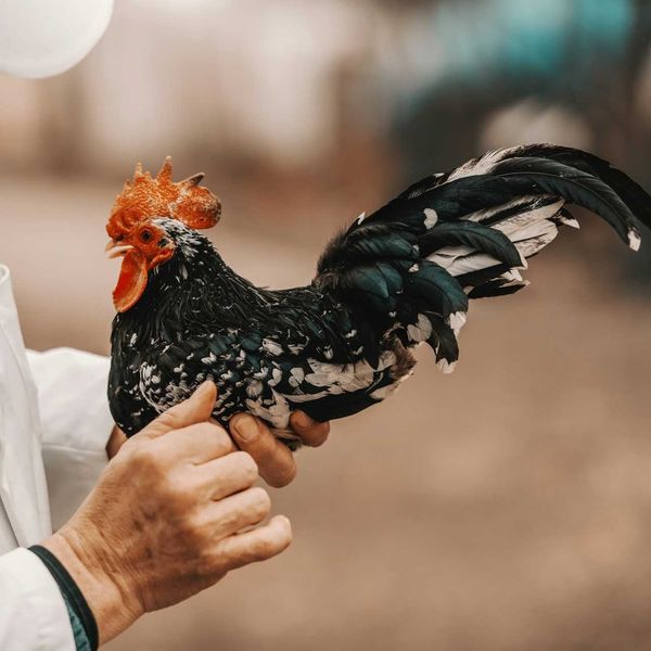 Person holding a chicken