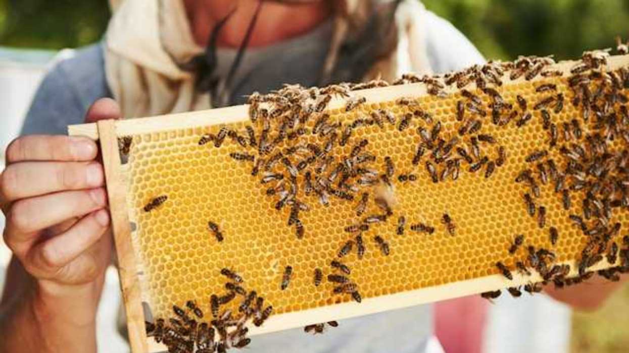 Person holding a hive tray with bees and honey