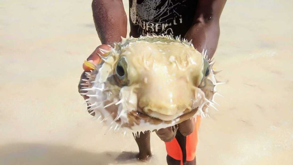 Person holding and displaying a puffer fish to the camera
