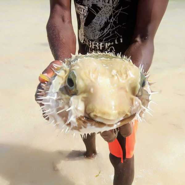 Person holding and displaying a puffer fish to the camera