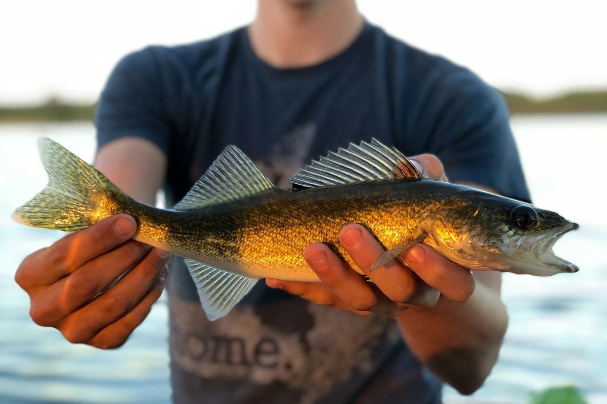 person holding gray fish.