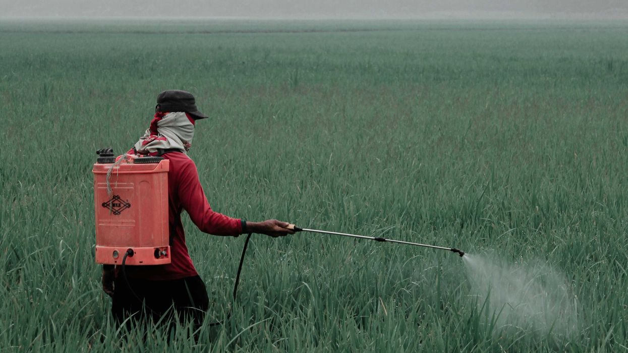 person in red shirt and black pants spraying pesticides with a wand and backpack in a field during daytime.