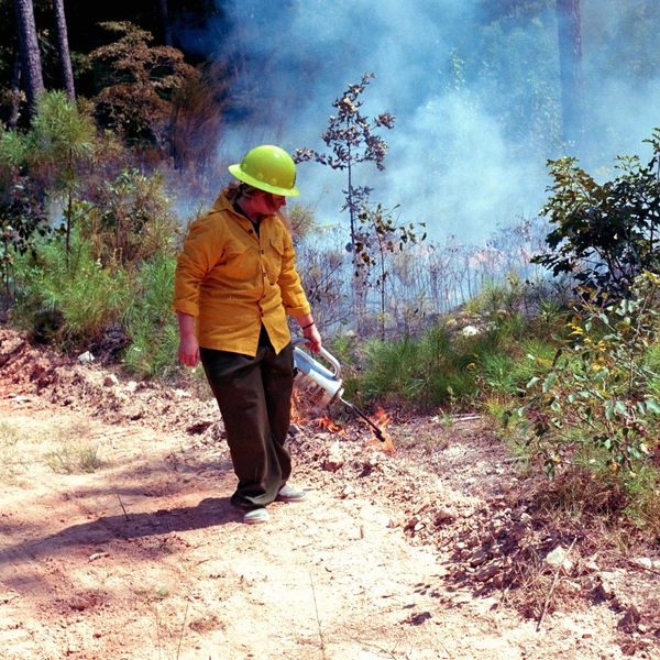 Person in yellow shirt starts controlled forest fire