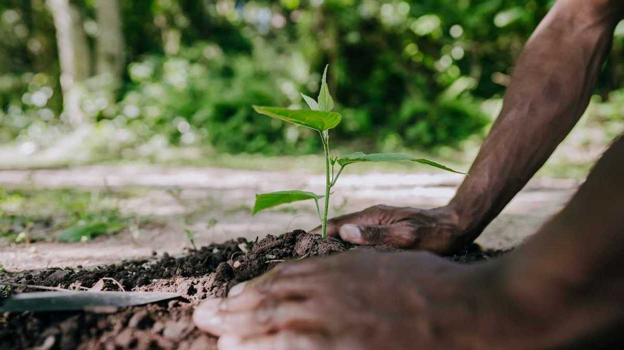 Person mounding soil around a freshly planted tree seedling