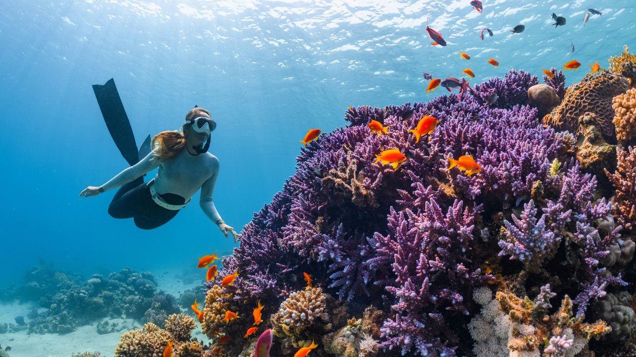 person scuba diving near a colorful coral reef and fish