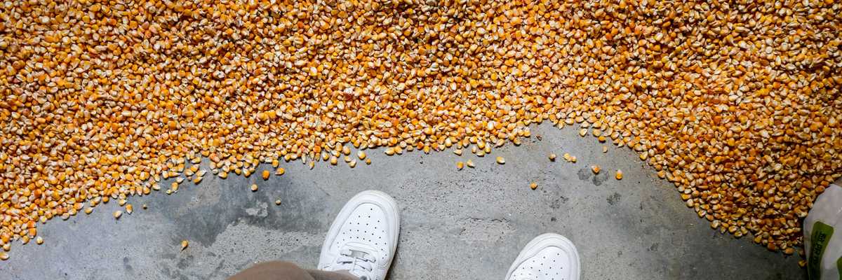 Person standing in a large pile of corn kernels