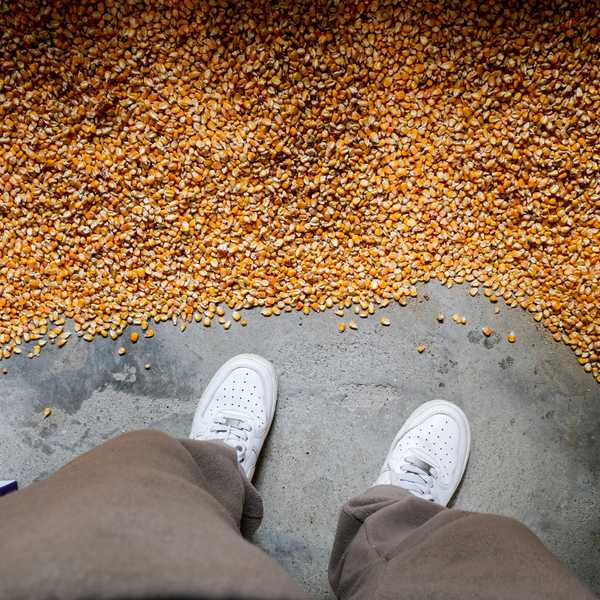 Person standing in a large pile of corn kernels