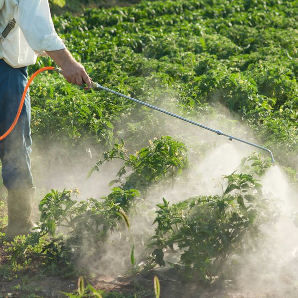 Person with a pesticide backpack and wand sprays green plants.