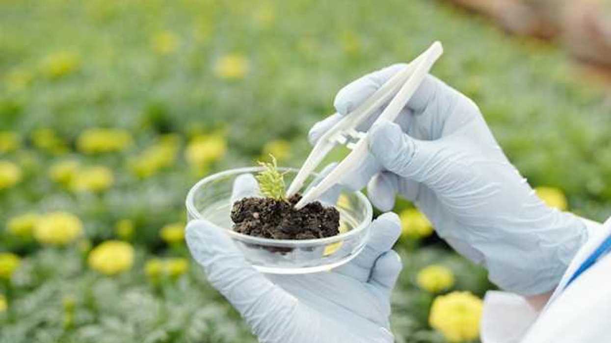 Person with white lab gloves placing plant material in to a petri dish with plants in the background