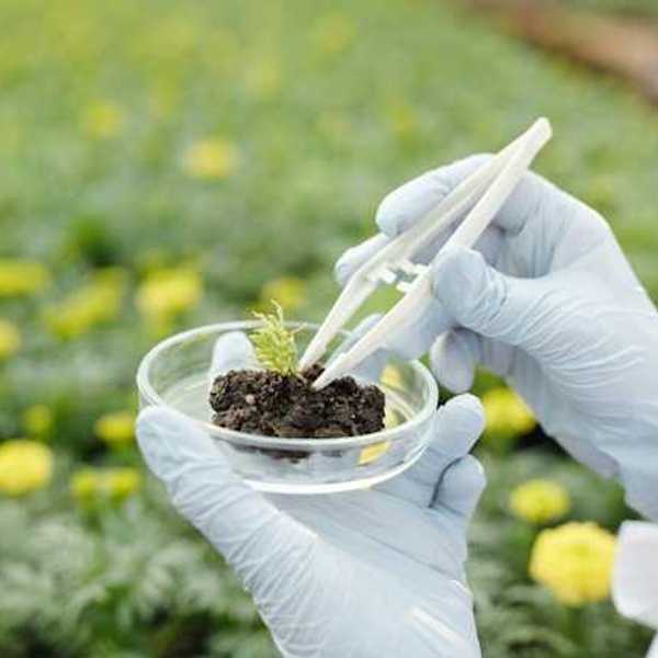 Person with white lab gloves placing plant material in to a petri dish with plants in the background