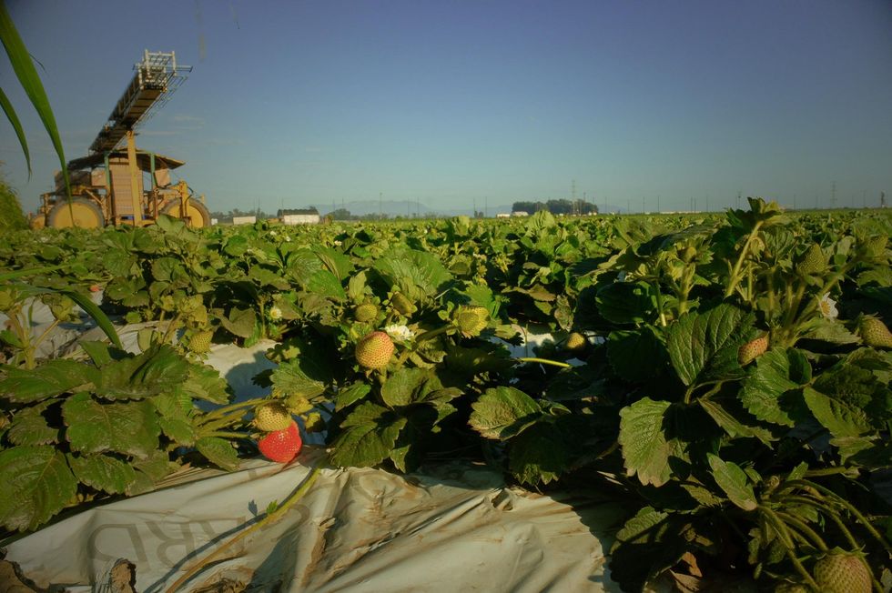 pesticide drift toxic pesticidas t\u00f3xico contaminaci\u00f3n fresas