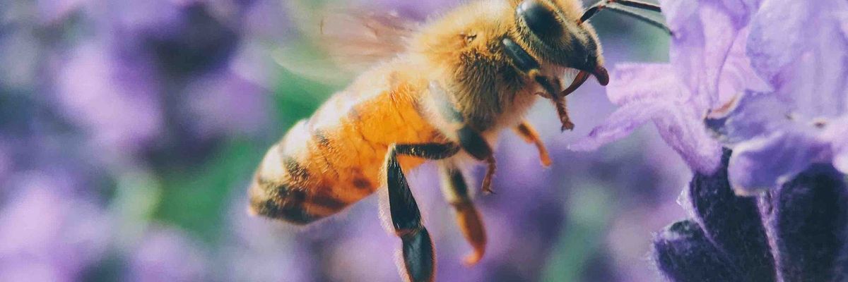 pesticides pollinators