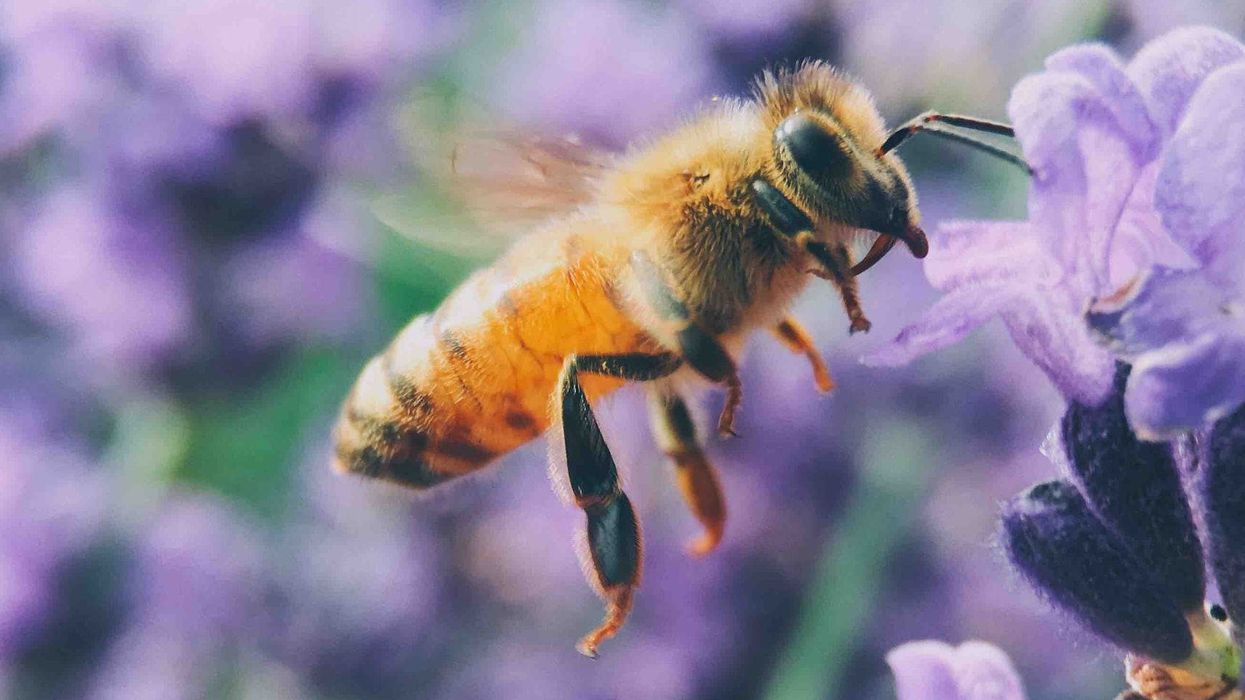 pesticides pollinators