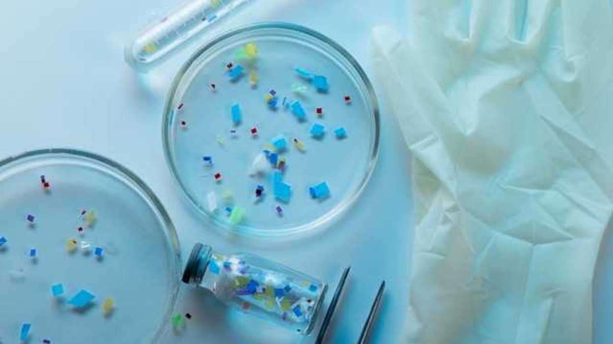 Petri dishes and various lab containers filled with microplastics and a disposable latex glove