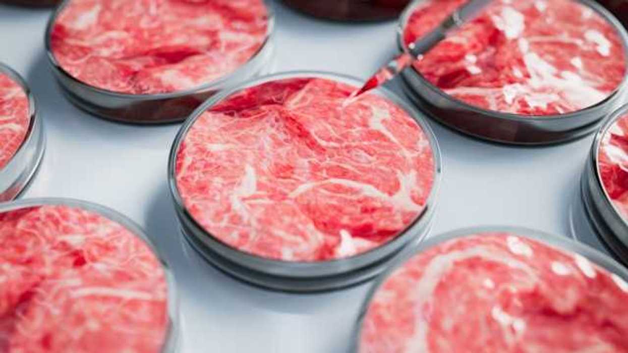 Petri dishes with meat in them