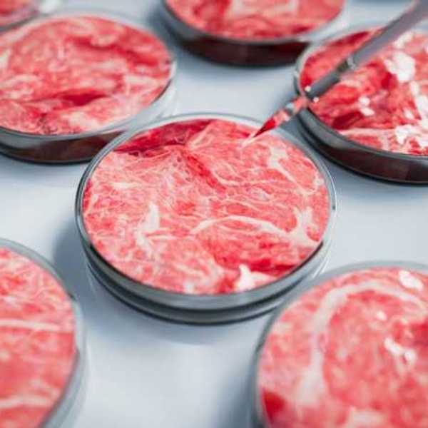 Petri dishes with meat in them