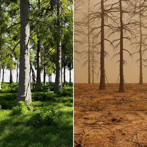 Photo of healthy green forest juxtaposed with photo of dead brown forest