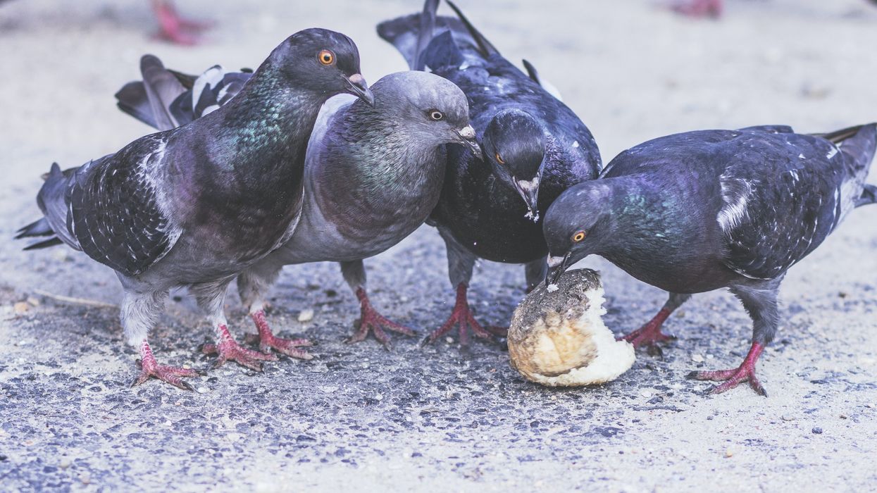 pigeons eating bread