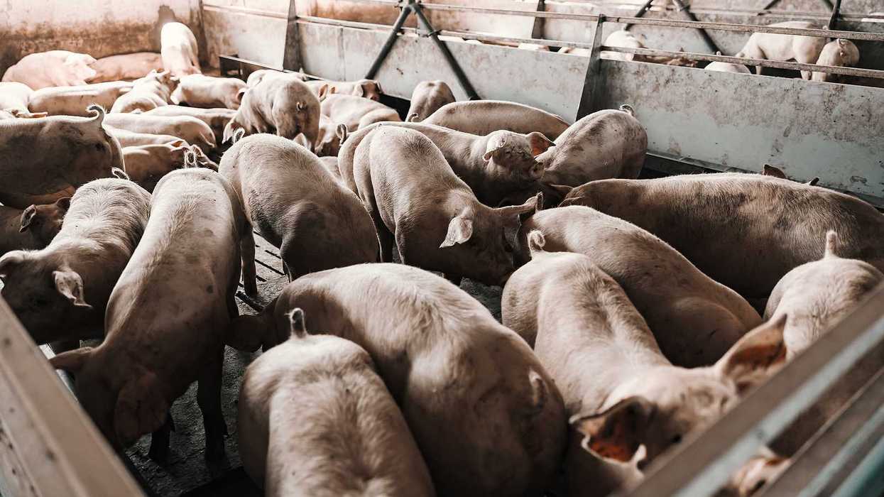 Pigs at a commercial hog farm are eating and sniffing in pens.