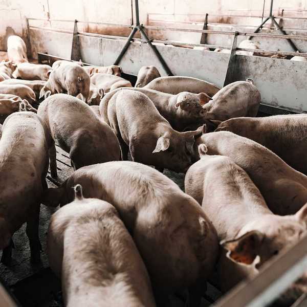 Pigs at a commercial hog farm are eating and sniffing in pens.