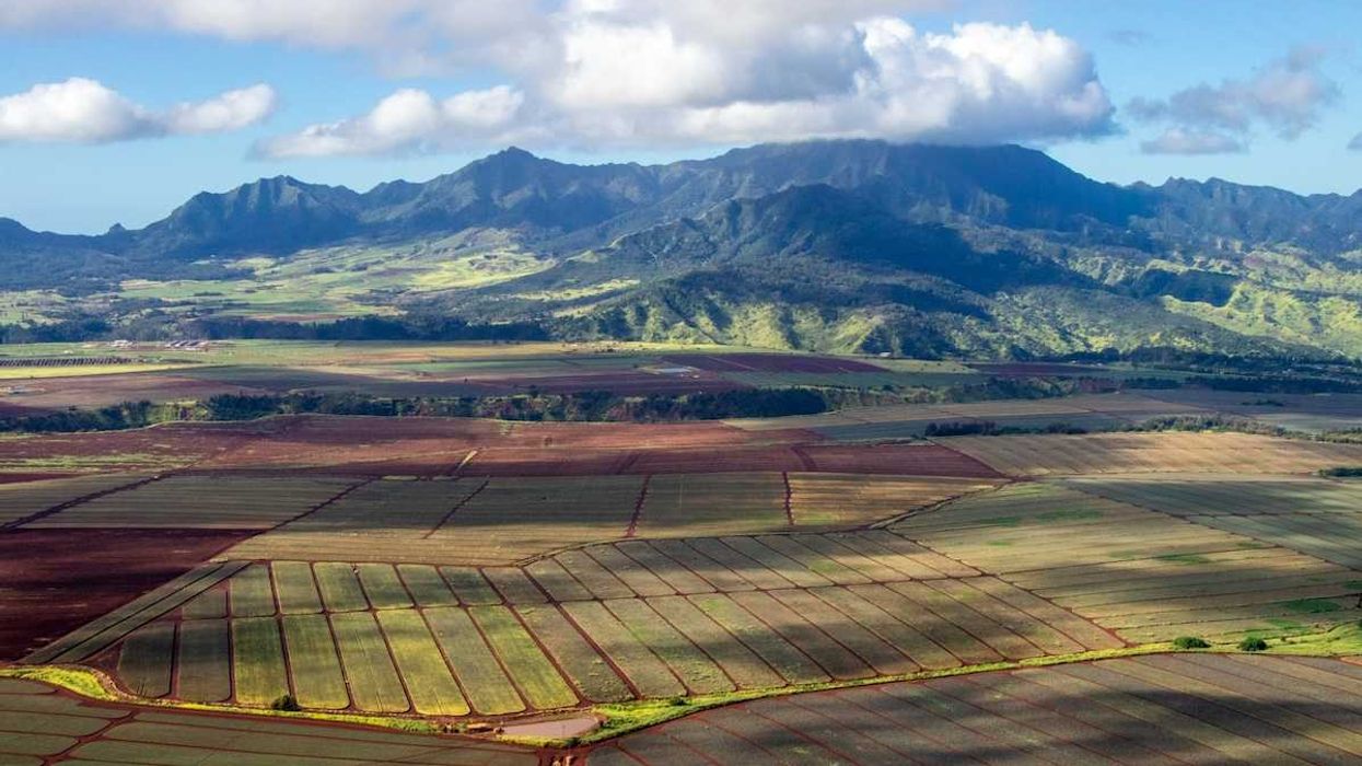 Pineapple fields against Hawaii mountains
