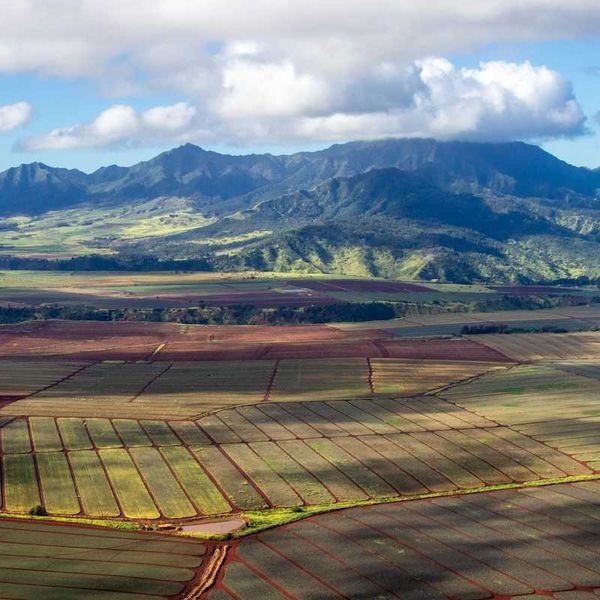 Pineapple fields against Hawaii mountains