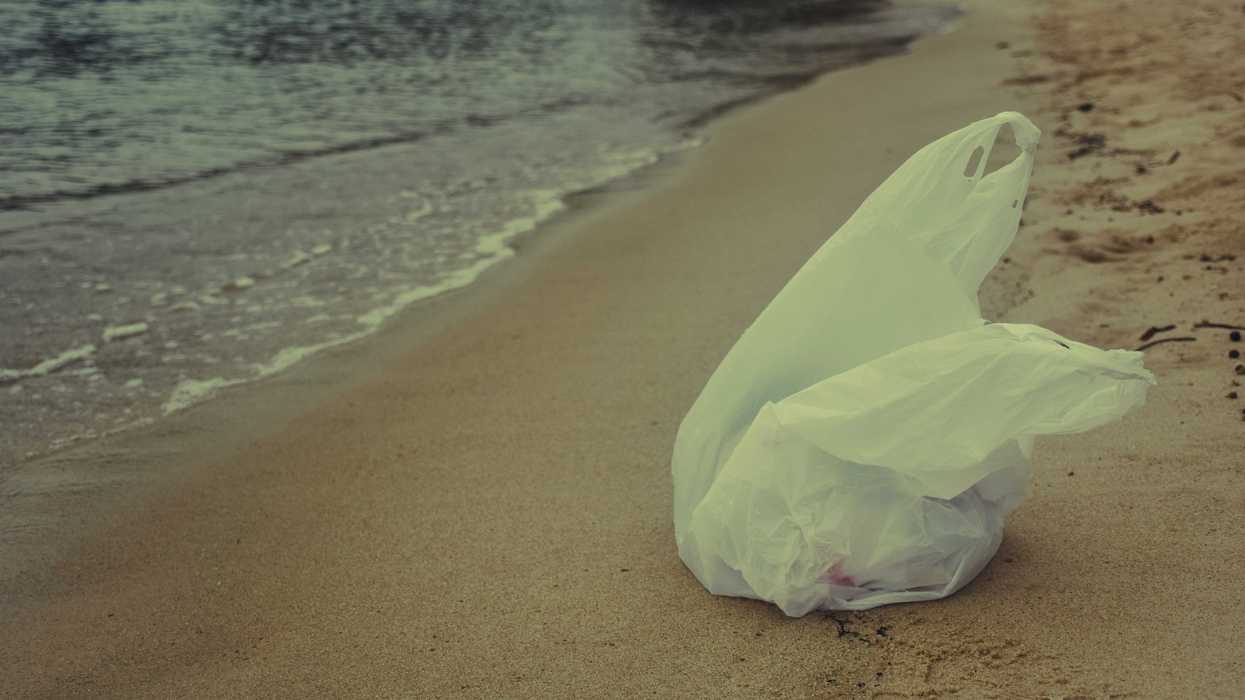 Plastic bag washes ashore on a sandy beach.