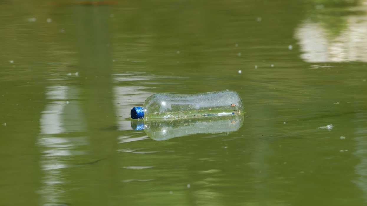 Plastic bottle floating on murky green water.