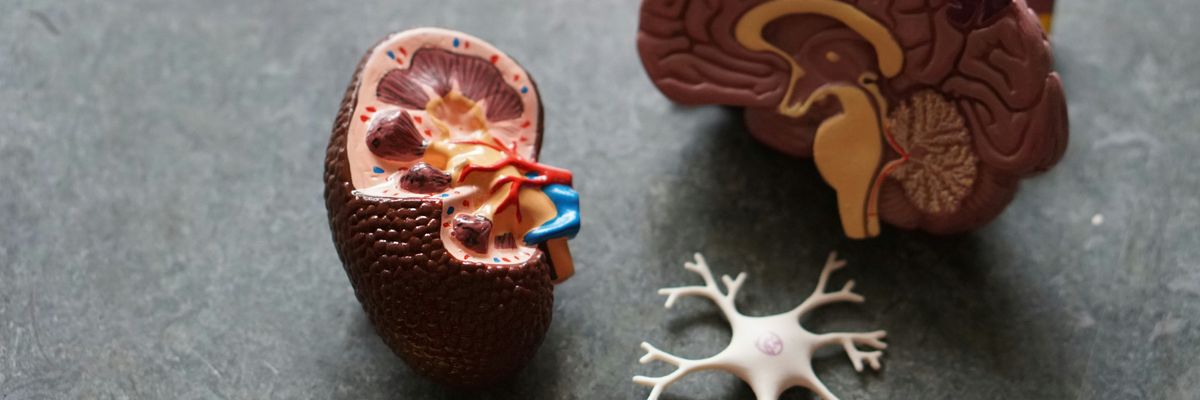 Plastic models of human organs, including the brain