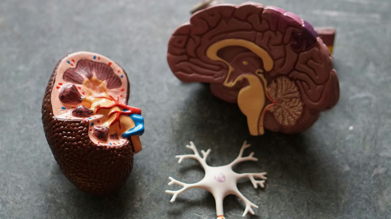 Plastic models of human organs, including the brain