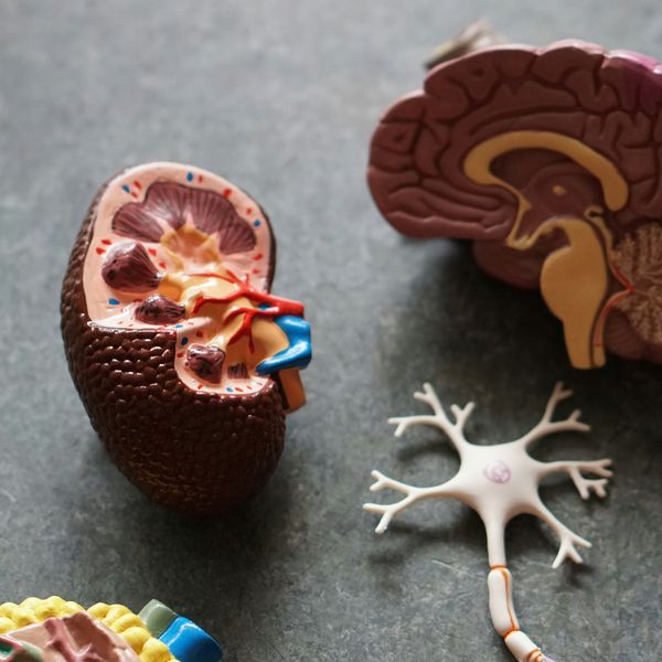 Plastic models of human organs, including the brain