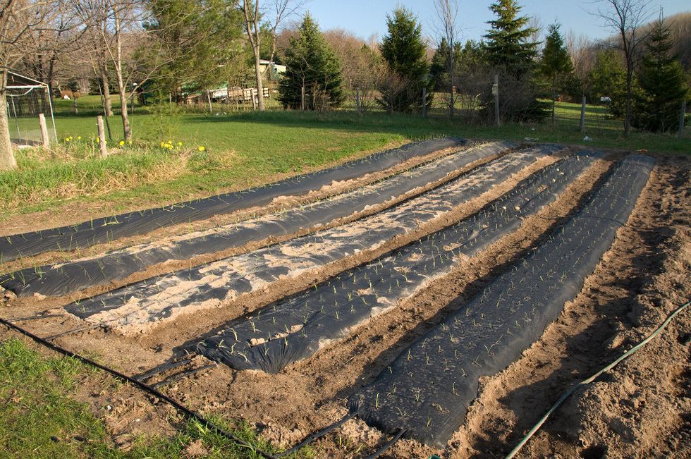 Plastic mulch