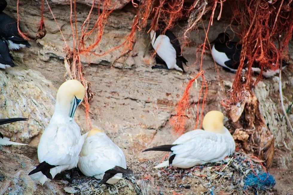 plastic pollution wildlife