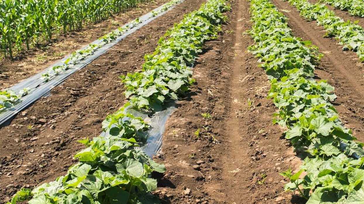 Plastic sheeting used as protective mulch around emerging row crops