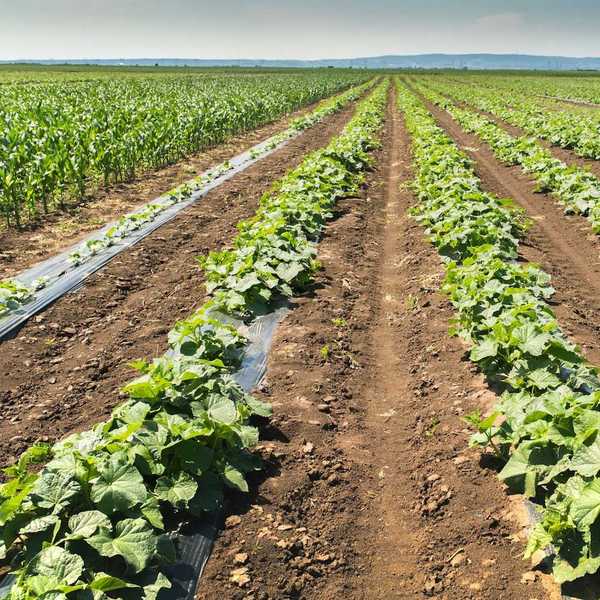 Plastic sheeting used as protective mulch around emerging row crops