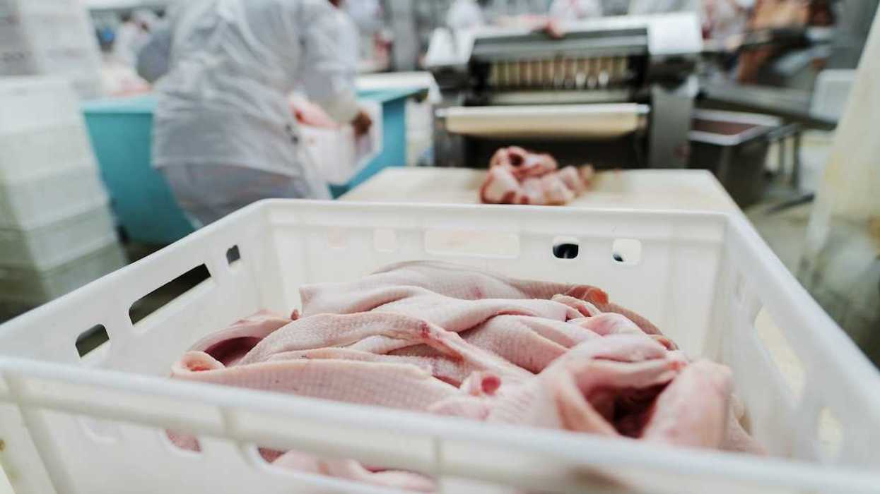Plucked and processed chicken carcasses at a poultry processing facility