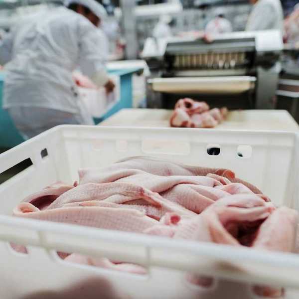 Plucked and processed chicken carcasses at a poultry processing facility