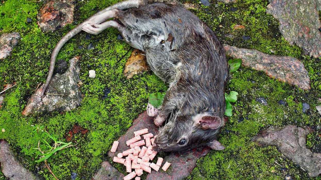 Poisoned big rodent rat lying dead on the ground with spilled granules pellets of poison