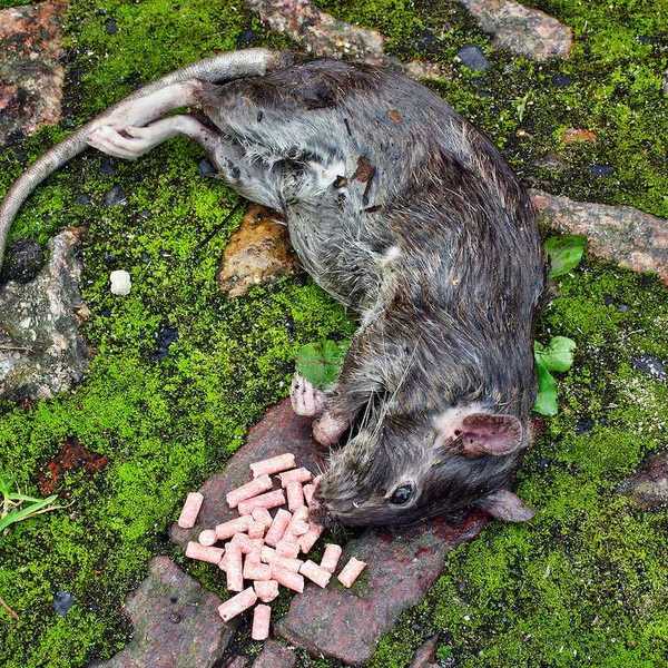 Poisoned big rodent rat lying dead on the ground with spilled granules pellets of poison