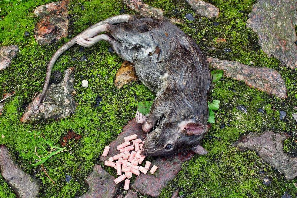 New Hampshire board proposes updating certain pesticide rules amid conservation concerns