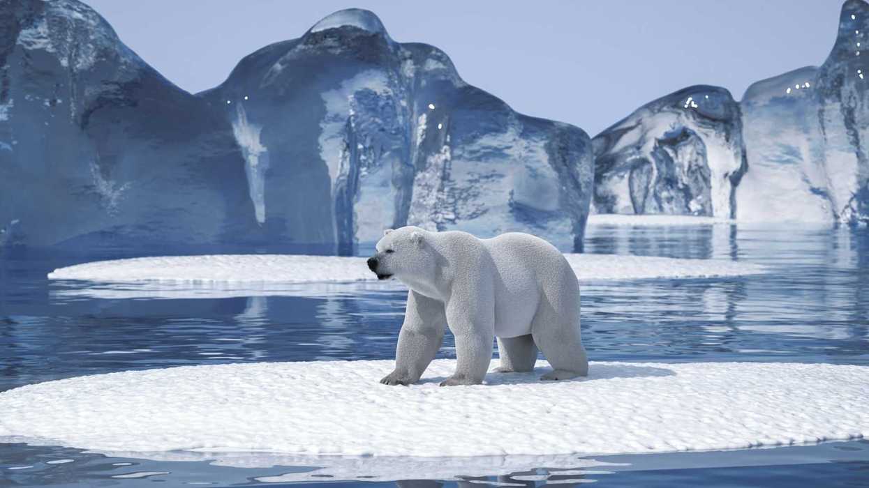 Polar bear on an Arctic ice floe