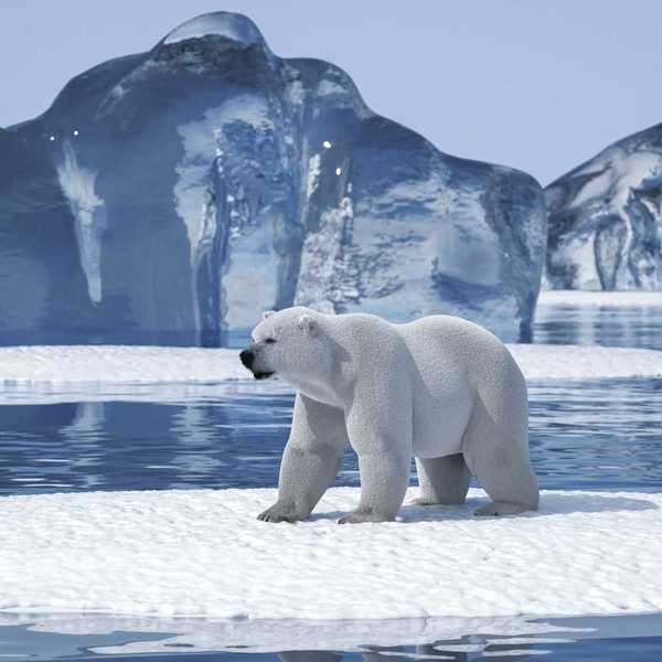 Polar bear on an Arctic ice floe