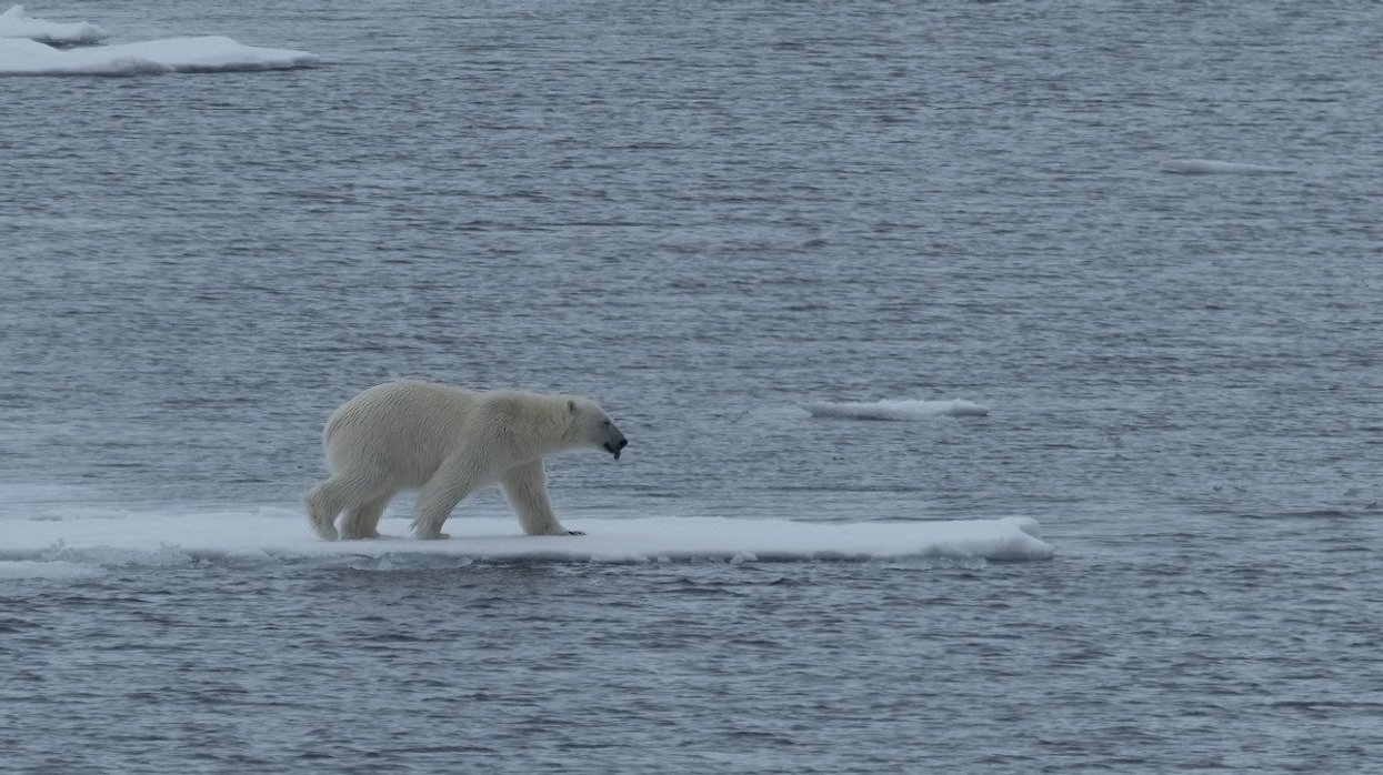 polar bear standing on ice in open water