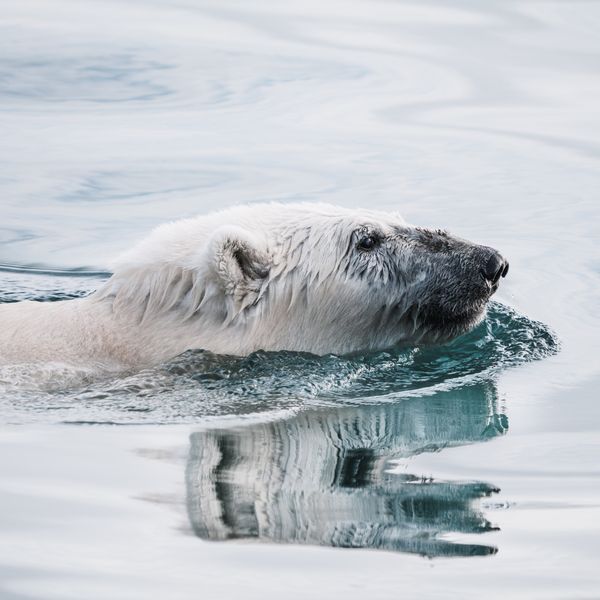 polar bear swimming