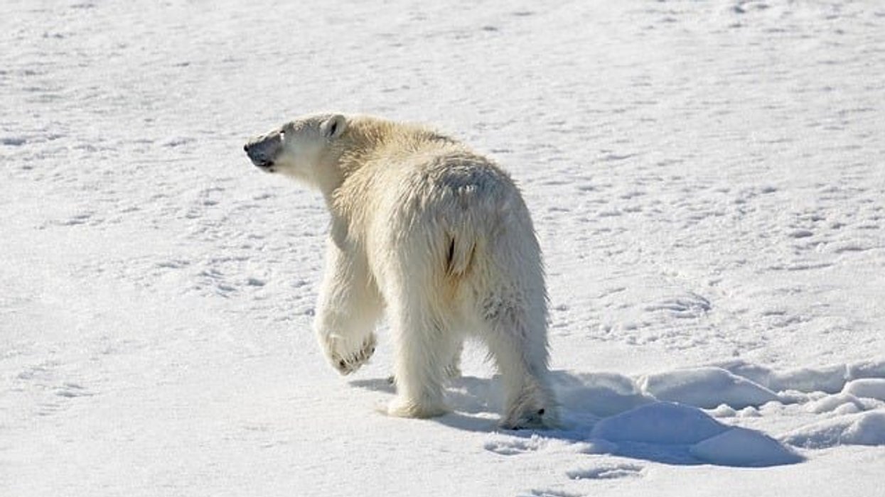 Polar bear walking on snow.