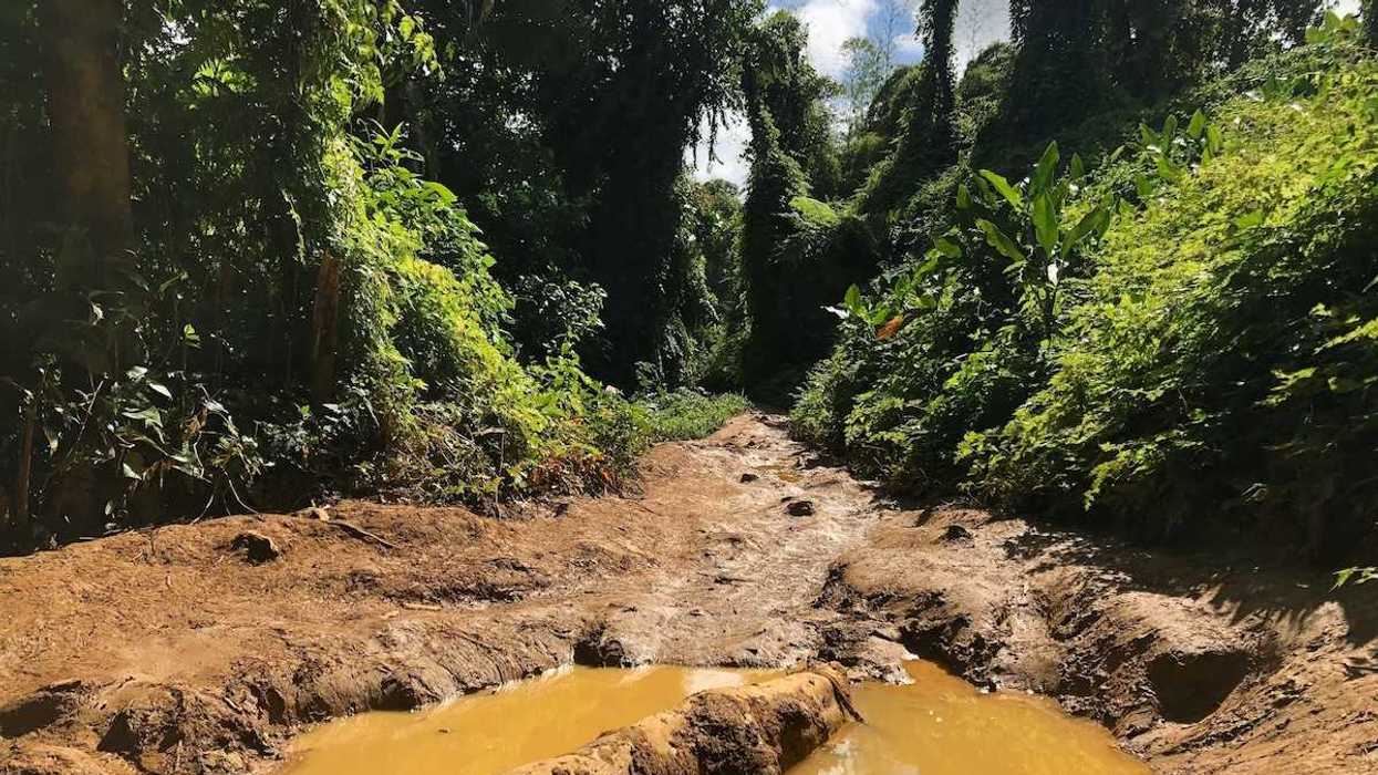 Pooled water and mud with thick foliage behind