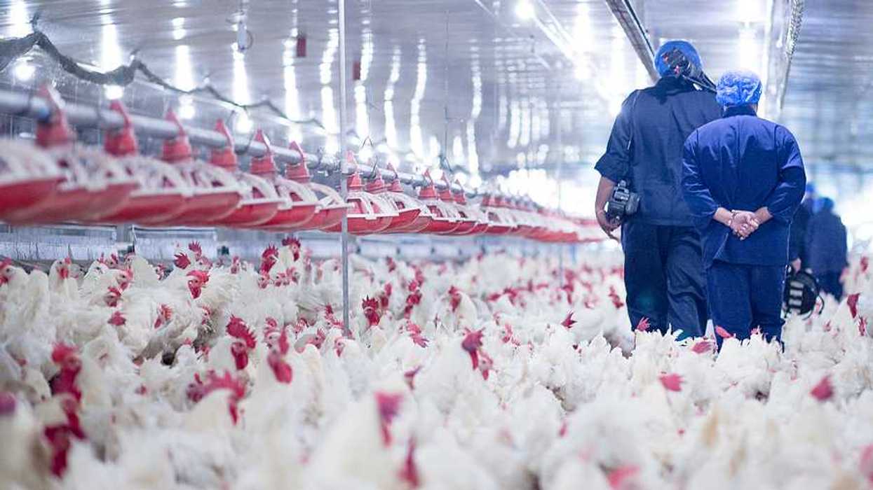 Poultry farm with broiler breeder chickens. Blue-suited people walking through an indoor confinement area surrounded by intensely crowded white chickens.