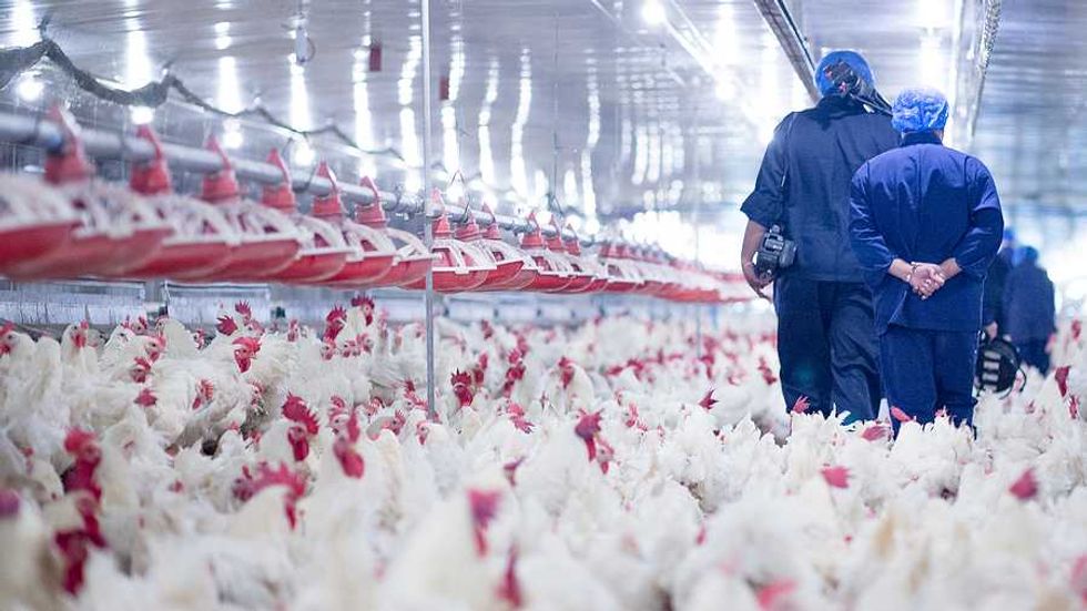North Carolina poultry industry grows as manure oversight lags, report finds