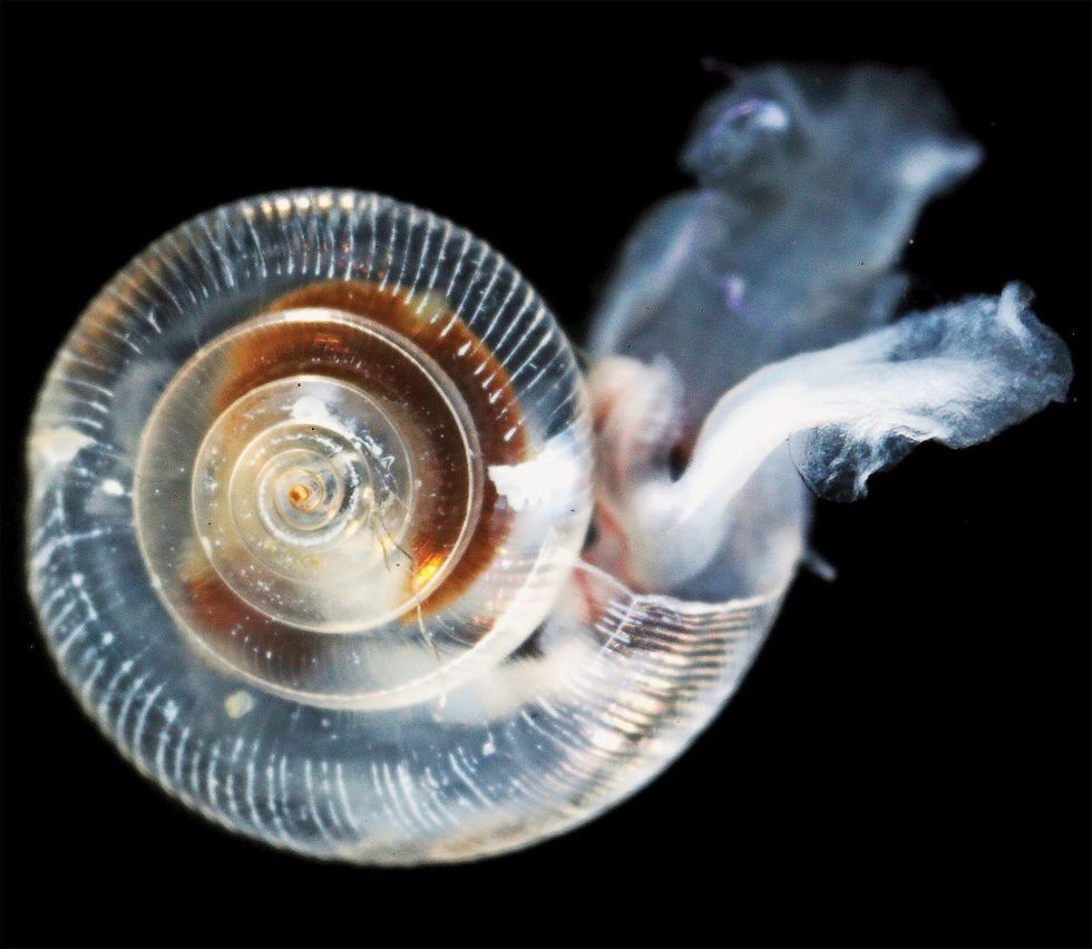 Pteropod ocean