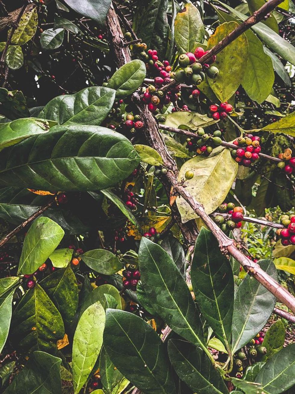 puerto rico coffee